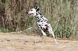 DALMATIEN 008